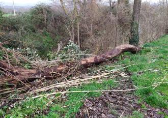 Manutenzione TORRENTE VEZZA in Comune di Bomarzo